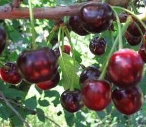 Саженцы вишни Орлица
