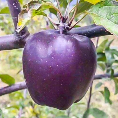 Саженцы яблони Черный бриллиант