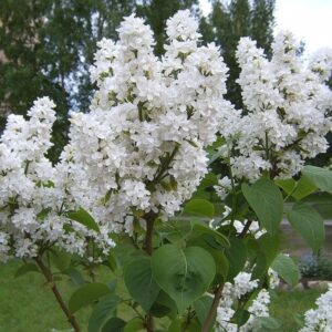 Саженцы сирени Флора