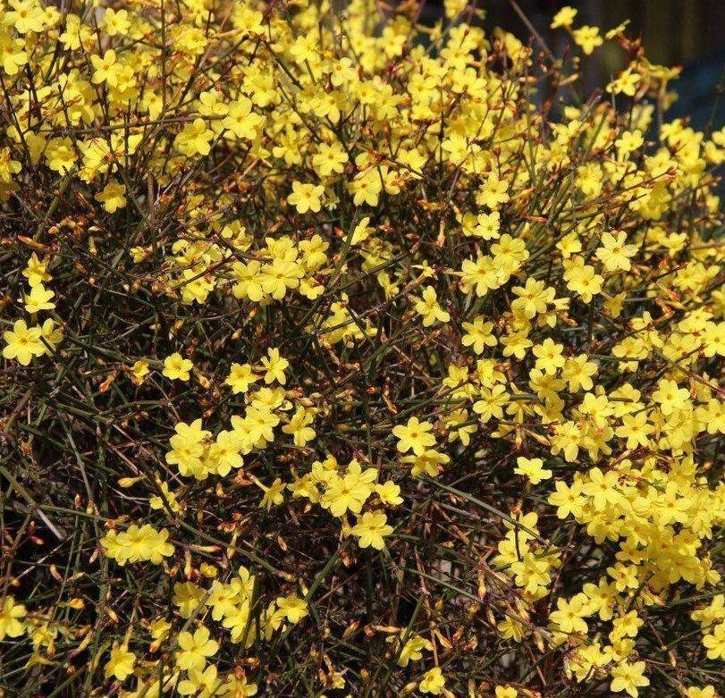 Саженцы жасмина зимнего (голоцветковый)
