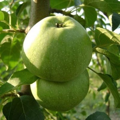 Саженцы яблони Кутузовец