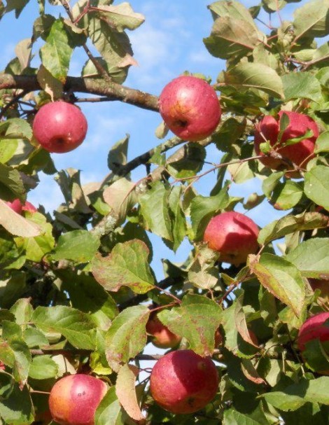 Саженцы яблони Розочка
