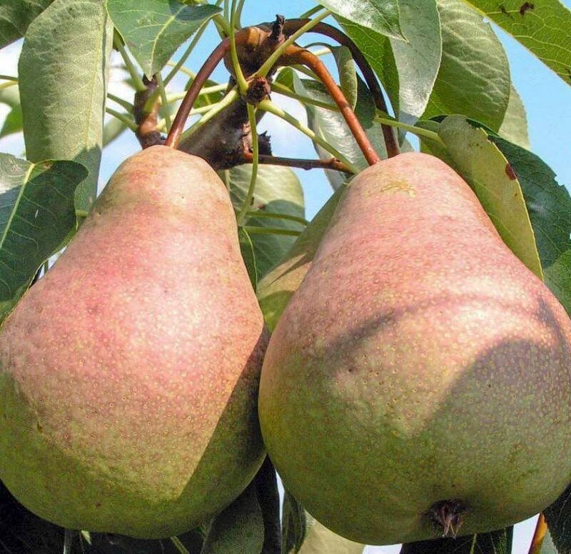Саженцы груши Выставочной