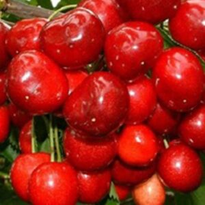 Саженцы черешни Витязь