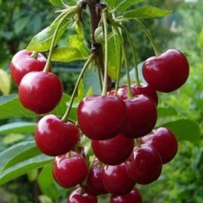Саженцы черешни Красная Плотная