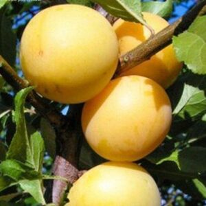 Саженцы сливы Солнышко