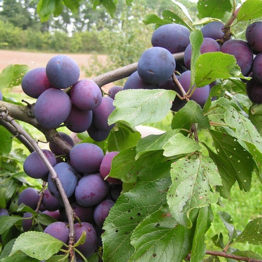 Саженцы сливы Пердригон
