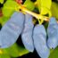 Саженцы жимолости Сильгинка
