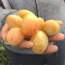 Саженцы сливы Яхонтовая