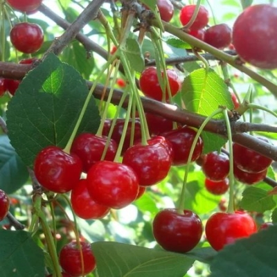 Саженцы вишни Флора