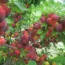 Саженцы алычи Скороплодная