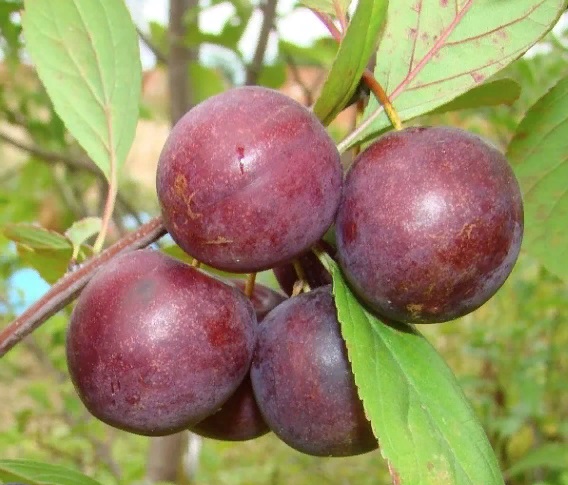 Саженцы вишни Мейнор