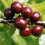 Саженцы вишни Возрождение