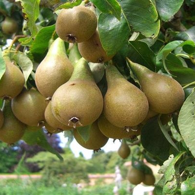Саженцы груши Дагестанская летняя