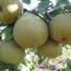 Саженцы груши Этюд