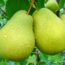 Саженцы груши Осенний великан