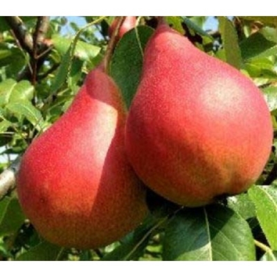 Саженцы груши Красавица Тавриды