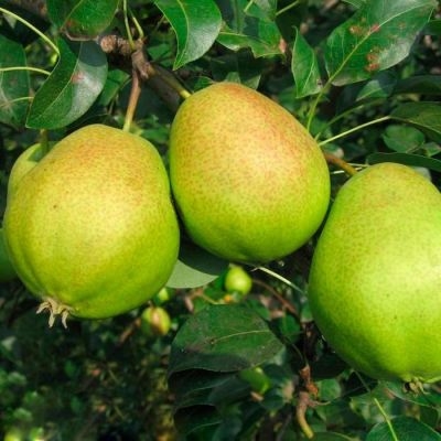 Саженцы груши Куюмская