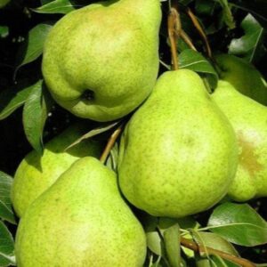 Саженцы груши Сильва