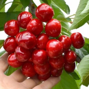 Саженцы черешни Гигант Ред