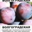 Саженцы сливы Волгоградская