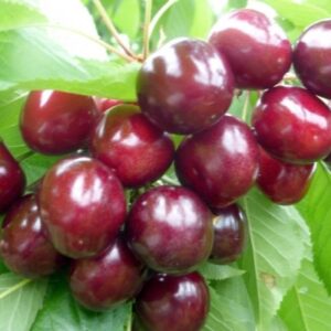Саженцы черешни Горянка