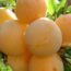 Саженцы сливы Хасанка