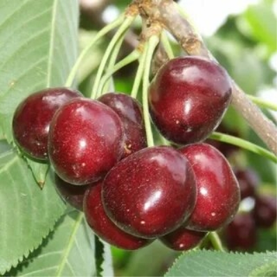 Саженцы черешни Карина