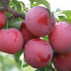Саженцы сливы Орловская мечта