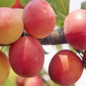 Саженцы сливы Персиковая Мичурина