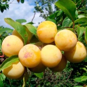 Саженцы сливы Ракитянская