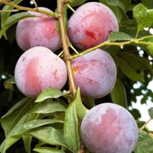 Саженцы сливы Ренклод Харитоновой