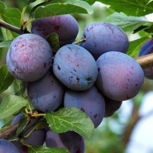 Саженцы сливы Ренклод Мичуринский