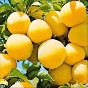 Саженцы сливы Скромница