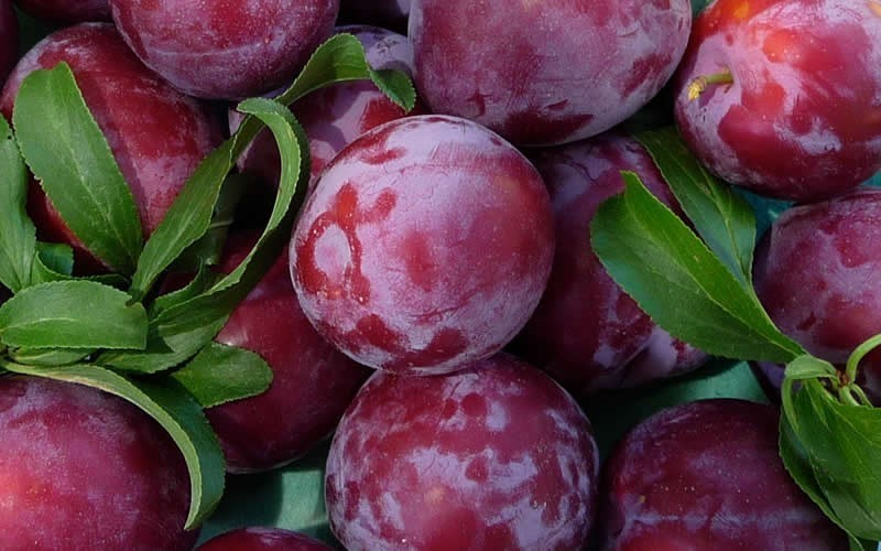 Саженцы сливы Красномясая