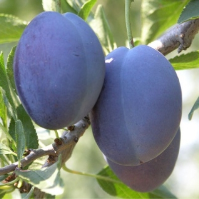 Саженцы сливы Стенлей (Стенли)