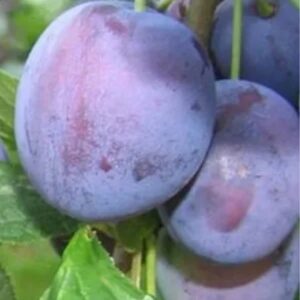 Саженцы сливы Степная синяя