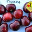 Саженцы черешни Тамара