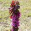Саженцы яблони Малиновое ожерелье (Колонновидная)