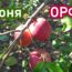 Саженцы яблони Орфей