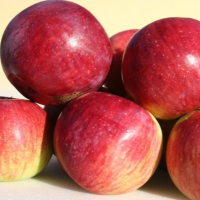 Саженцы яблони Орловский партизан