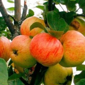 Саженцы яблони Сахарный Мирон