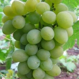 Саженцы винограда Ахиллес