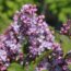 Саженцы сирени Дружба