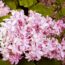 Саженцы сирени Эдвард Джеймс Гарднер