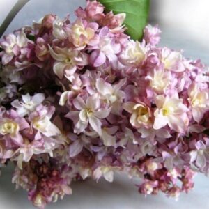 Саженцы сирени Федерико Гарсиа Лорка