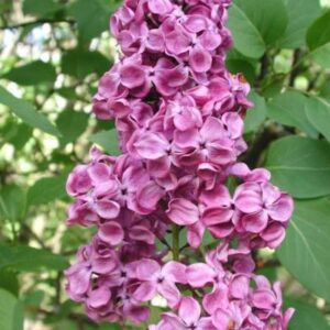Саженцы сирени Огни Москвы