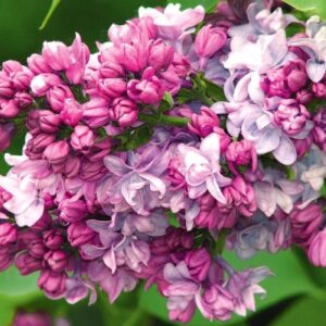 Саженцы сирени П. П. Кончаловский