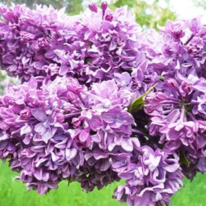 Саженцы сирени Салават Юлаев