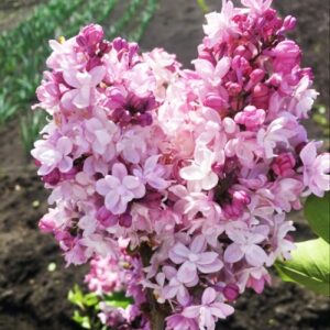 Саженцы сирени Свитхарт